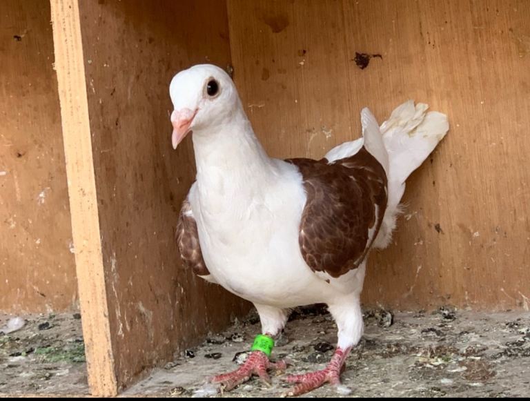 Racing pigeons 