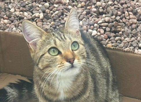 Beautiful Female Cat For a Loving New Home - Friendly, Gentle and Sweet