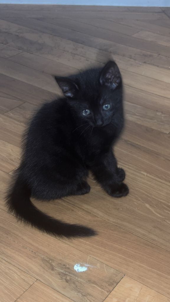 URGENT KITTEN FOR SALE 