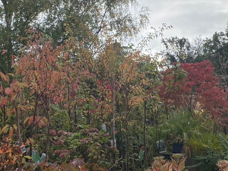 Beautiful Established Trees - Perfect for Instant Impact.