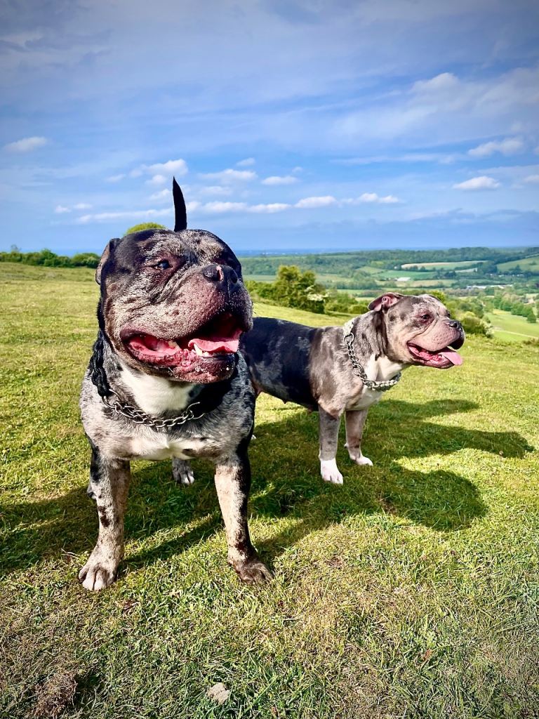 3 year old male pocket bully 