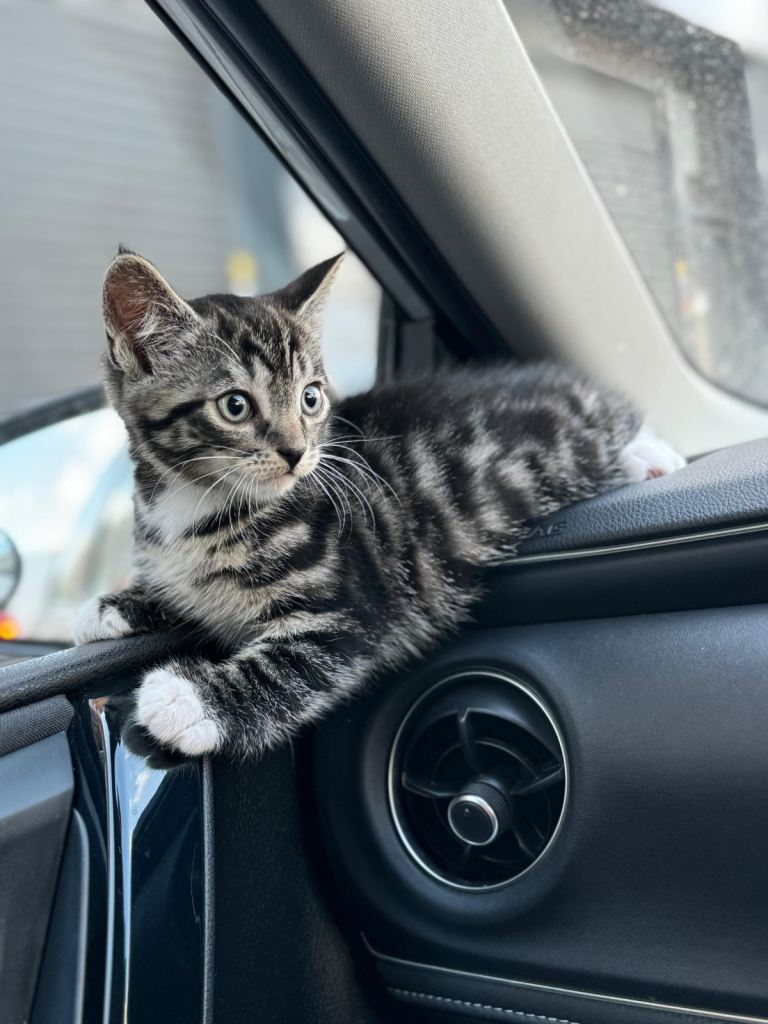 Taby kitten for sale 