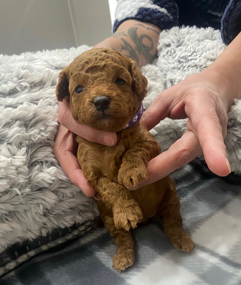 Pure red toy poodles Female puppies for sale 