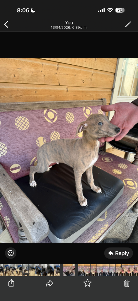 ✨ Adorable Whippet Puppies Looking for Loving Homes ✨