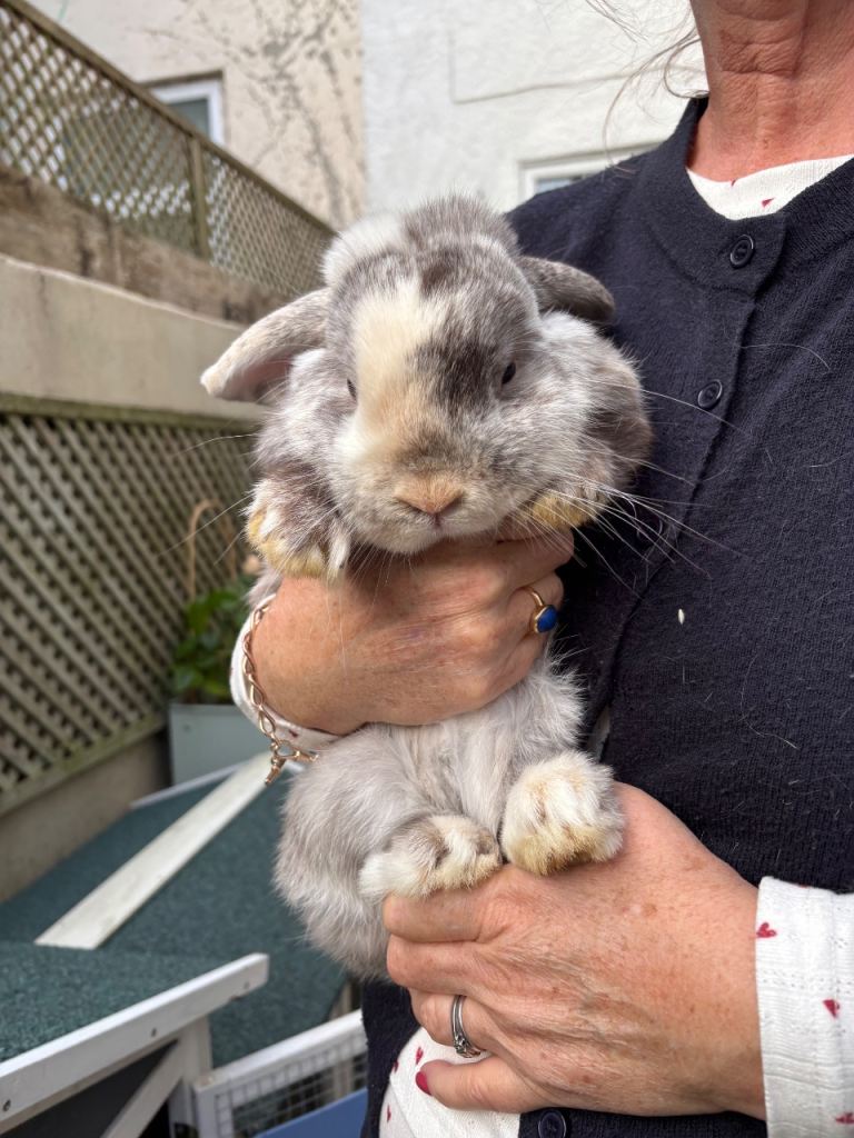 Rabbit for rehoming