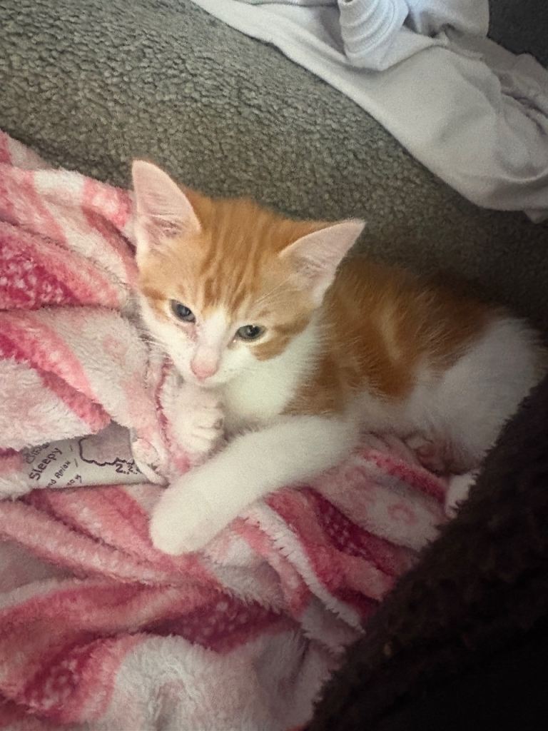 Ginger male kittens