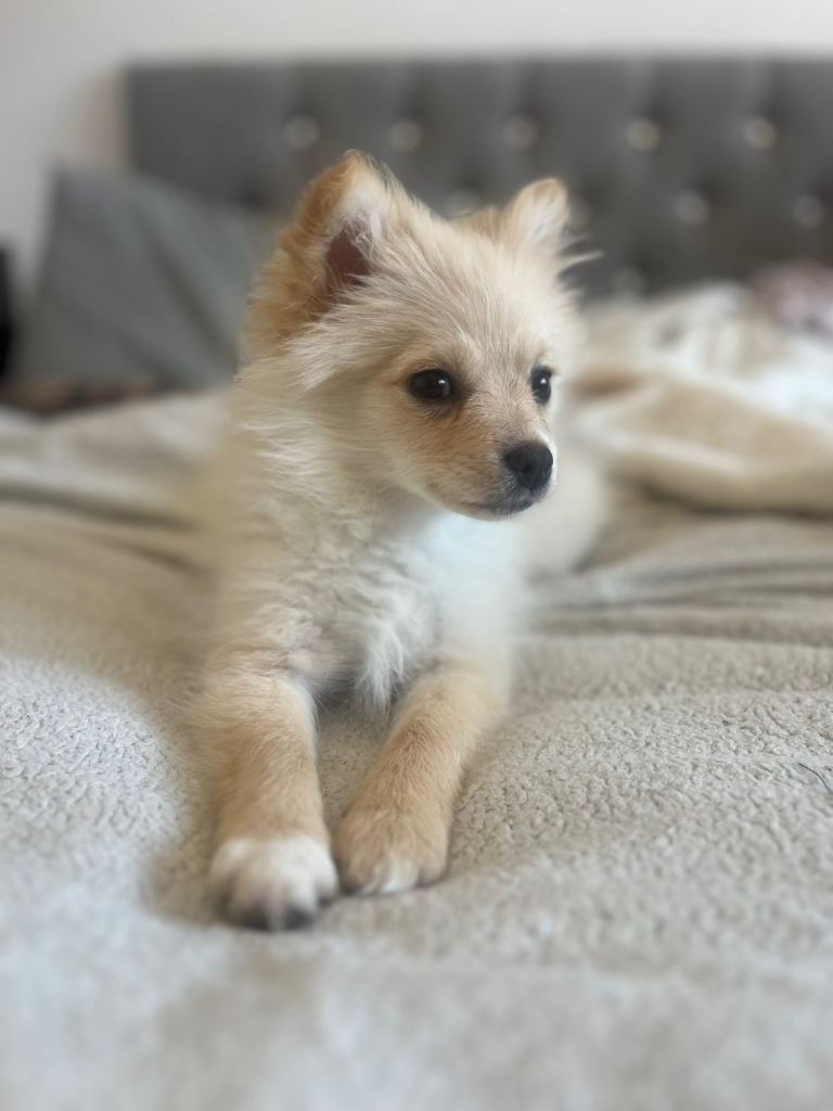 Pomeranian puppy