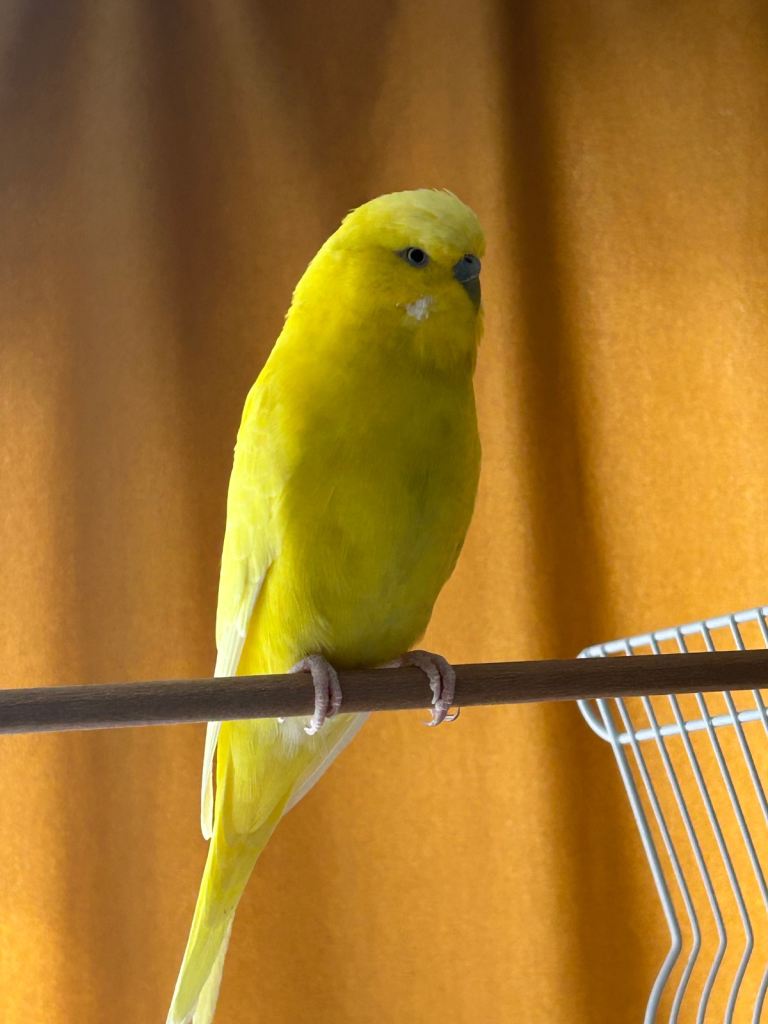 Budgie Yellow Male for sale
