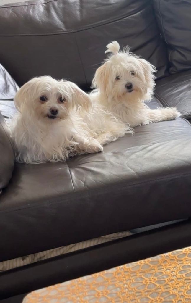 Beautiful Maltese Mother & Daughter ❤️
