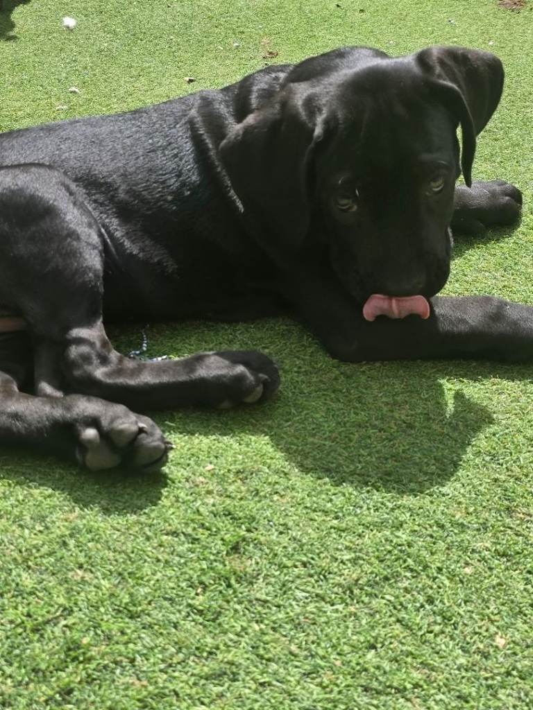 Cane corso puppies 