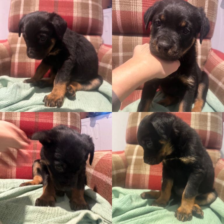 Beautiful pure Rottweiler pups ready to go to their forever homes; 2 girls left
