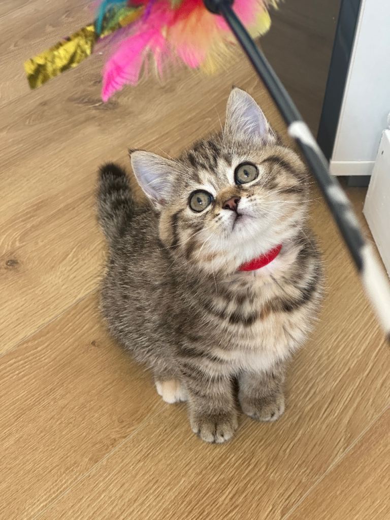 😻LAST GIRL🙀 BSH KITTENS😻