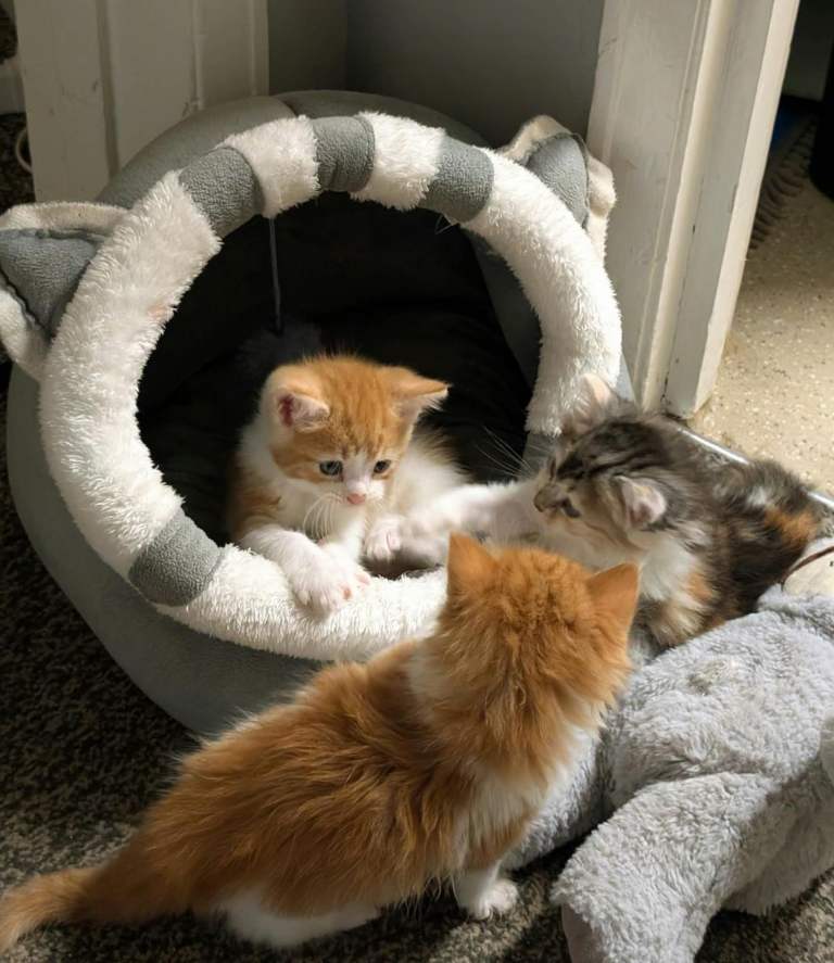 Adorable Kittens 3 x Female 2 x Male 