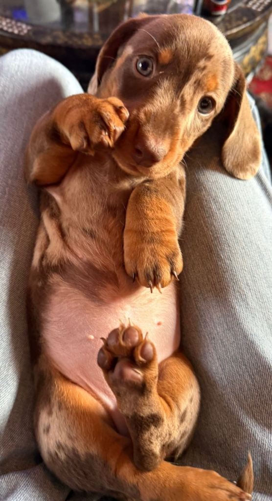 Beautiful miniature Dachshund Puppies 6girls 1boy