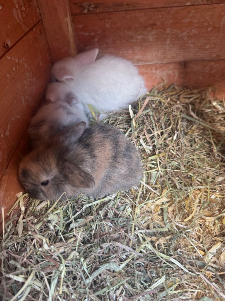 Baby Mini Lops