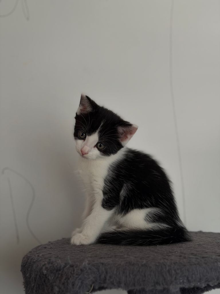  🐾 Mixed Breed Kittens – Ready for Loving New Homes 🐾