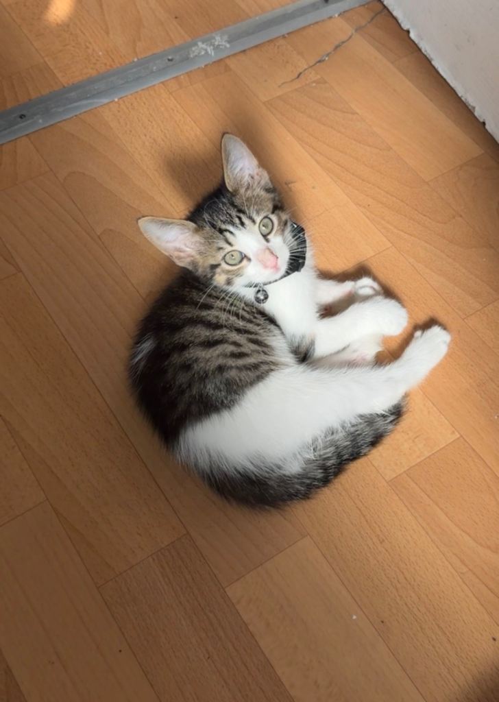 Cute cats 