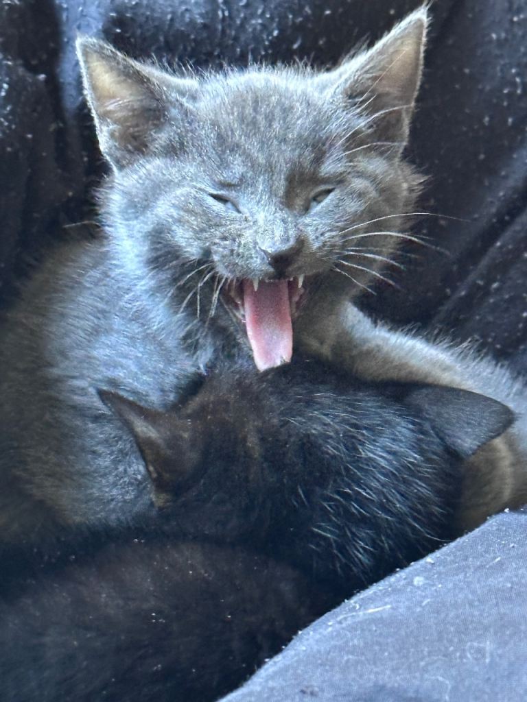 Grey Kitten and black kitten ready to leave now