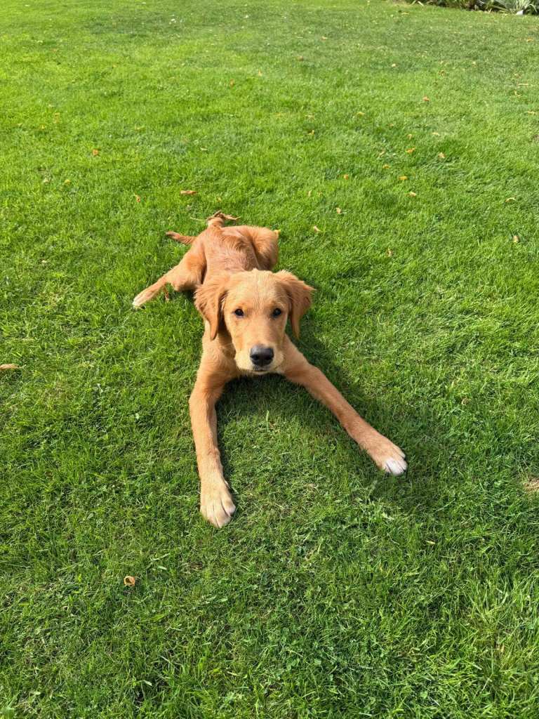 KC Registered Golden Retriever