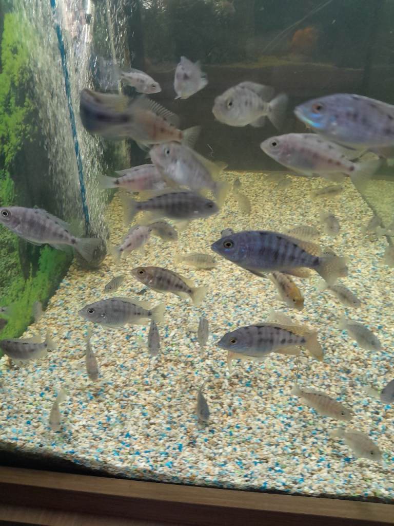 Fish for sale 