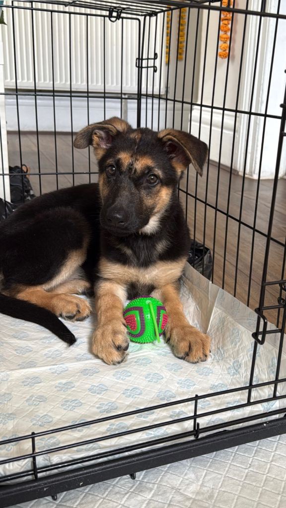 German Shepherd Puppy