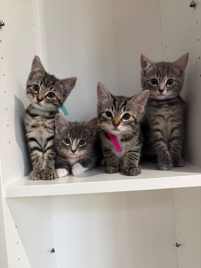 Ragdoll cross tabby kitten 