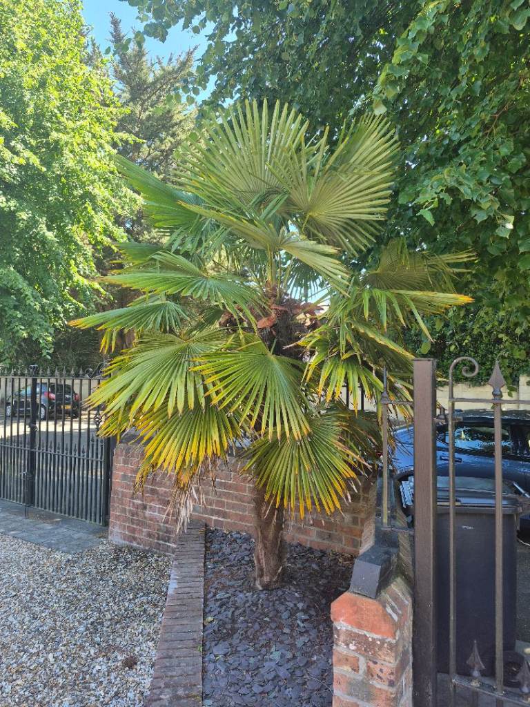 Palm Trees