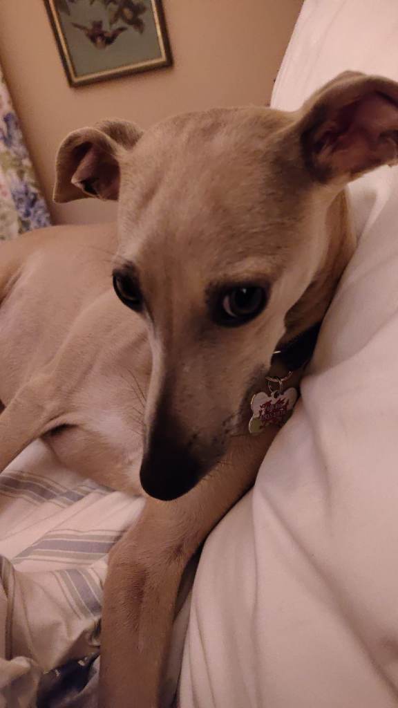 Beautiful Italian greyhound x 1/4 whippet puppies 