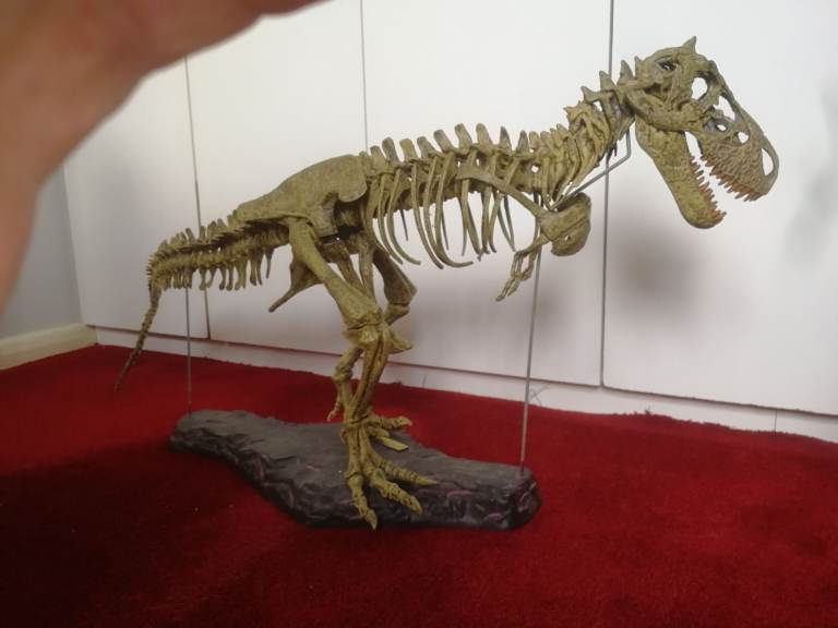 T-REX SKELETON 45"long Dinosaur Model kit 1/10 Scale Building STEM by B.C. Bones