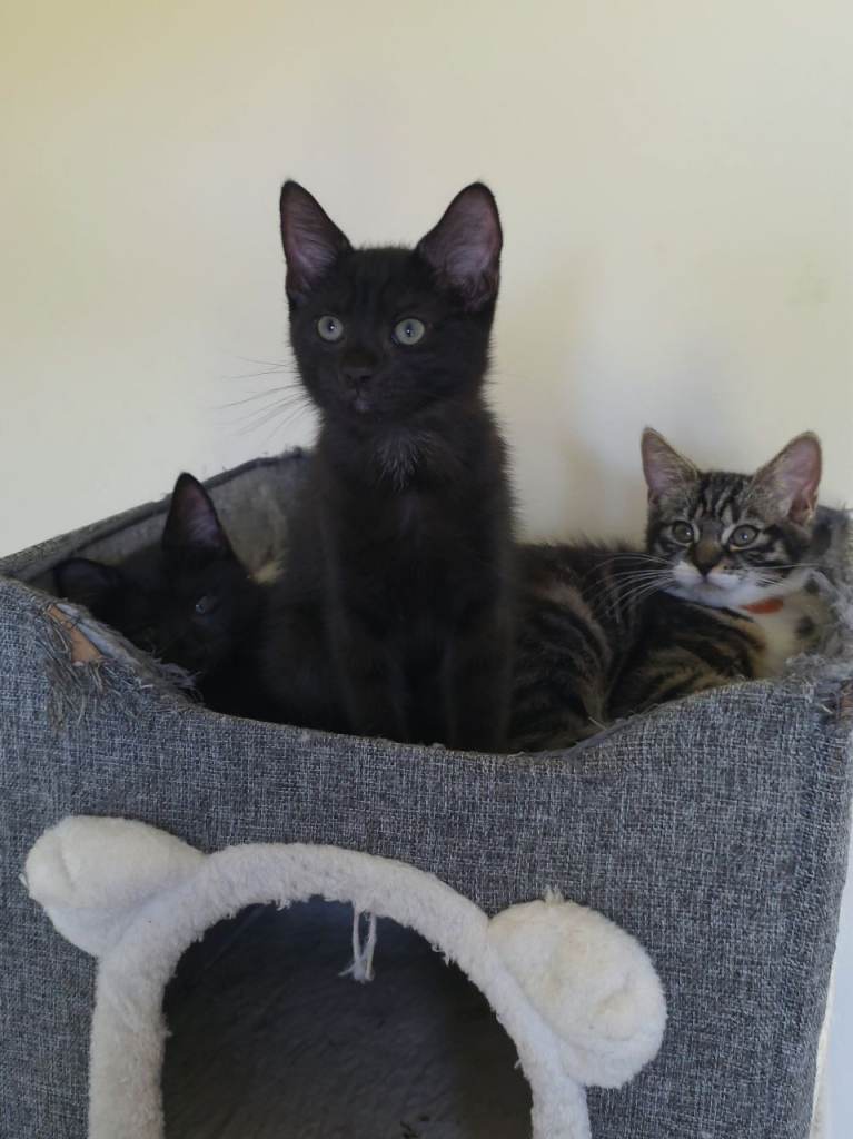 Kittens 2 boys 1 girl left