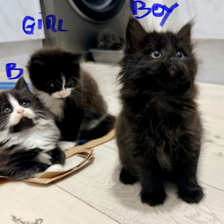 Hypoallergenic Siberian/Pure Main coon mix kittens 