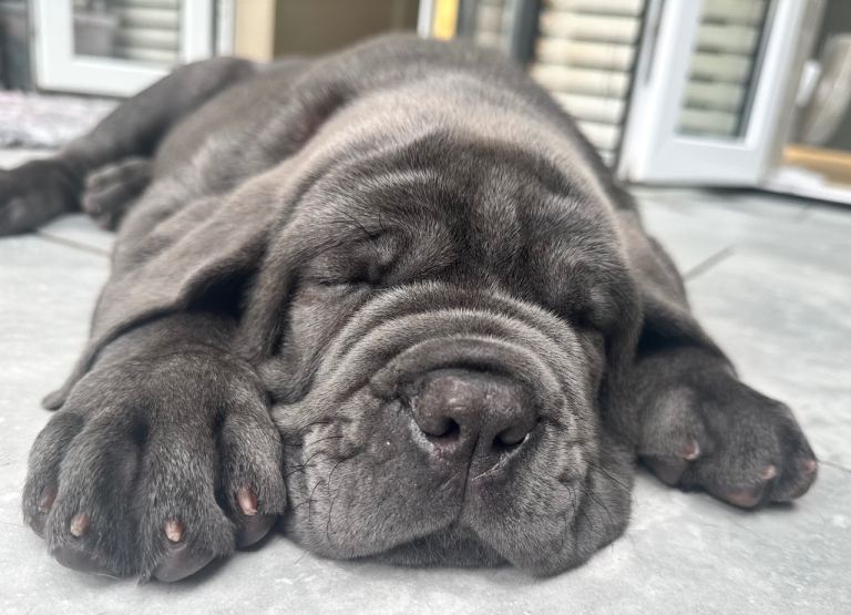 1 girl Neapolitan mastiff puppy 10 weeks old 