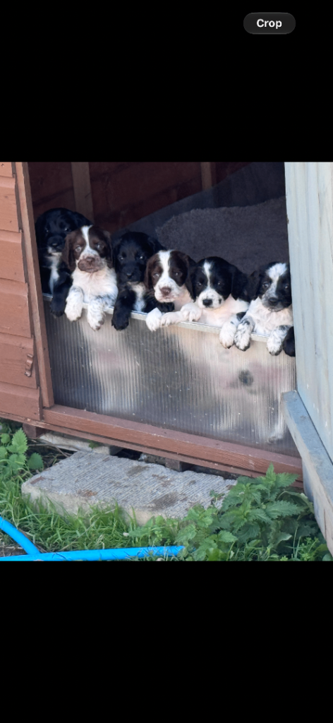 Cocker spaniel puppies #blue/lemon roan carriers