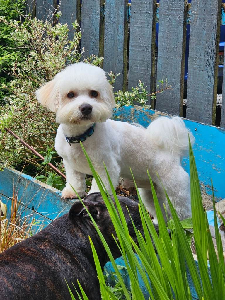 11‑Month‑Old Shihpoo Looking for His Perfect Person