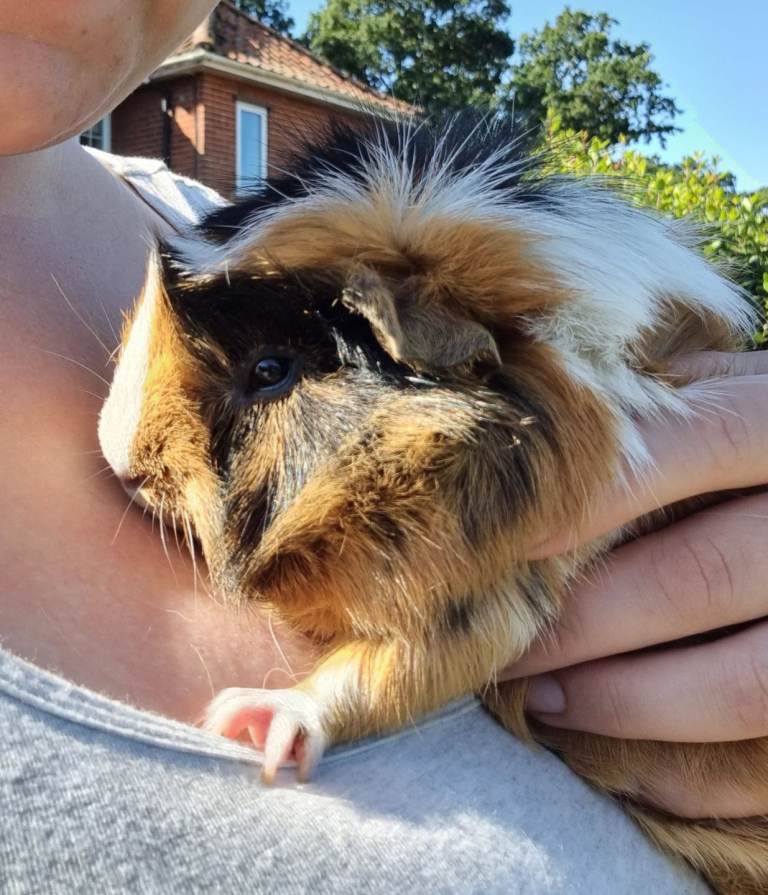 Male guinea pigs