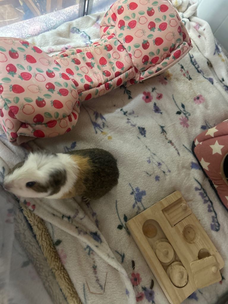 Guinea pigs 2 boys George and Bruno with extras 