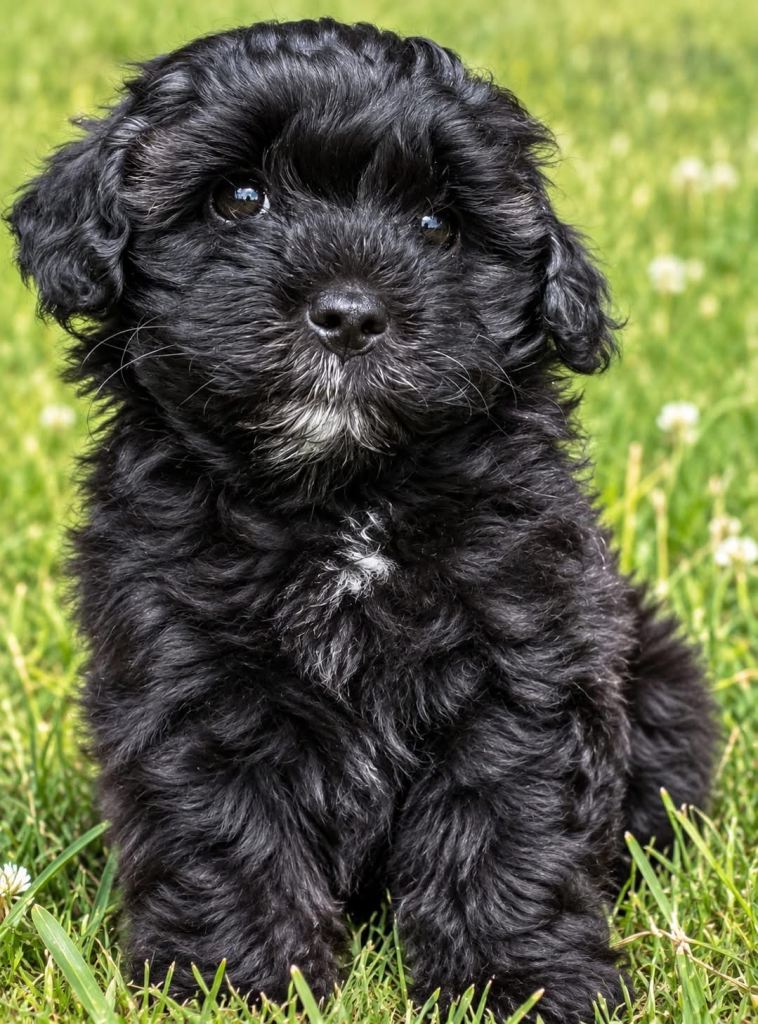 2 Maltipoo male puppies.