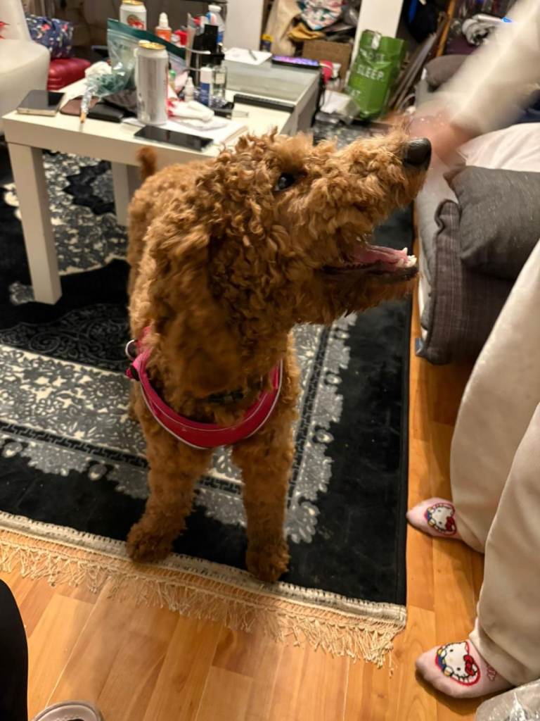 Sweet Coffee poodle to relocate