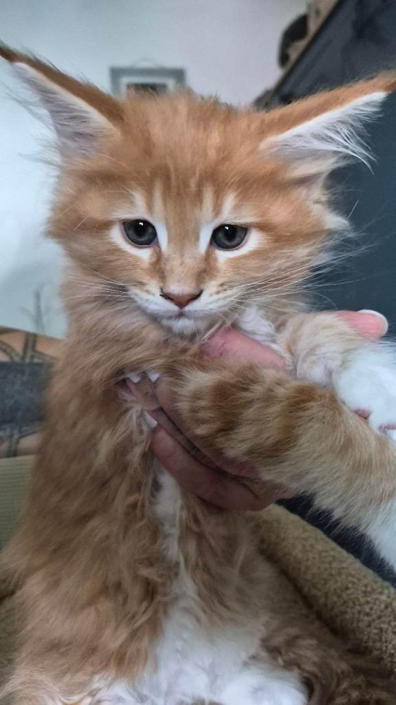 Boy Maine Coon
