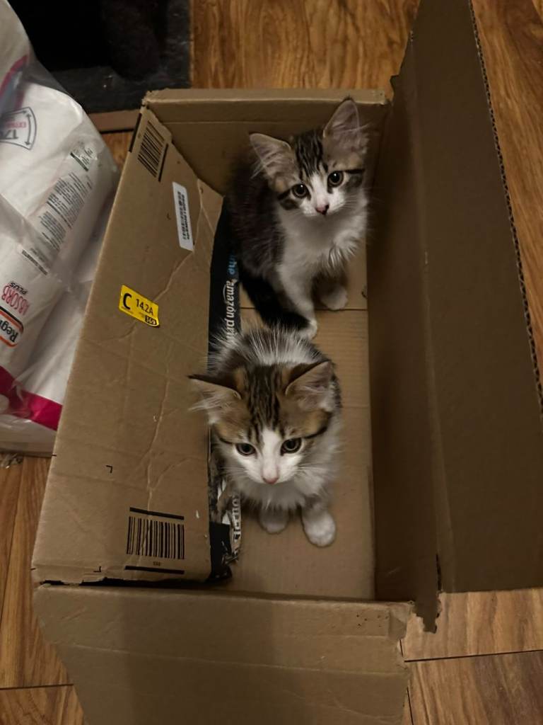2 cute 12 weeks kittens looking good home