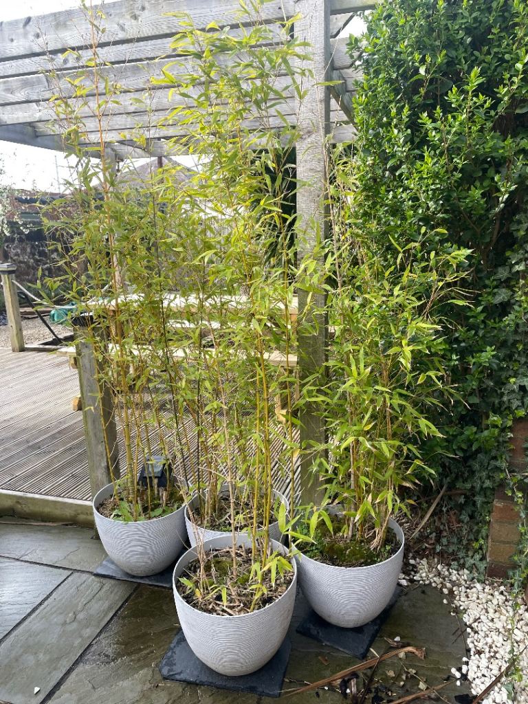 Potted bamboo (running) 