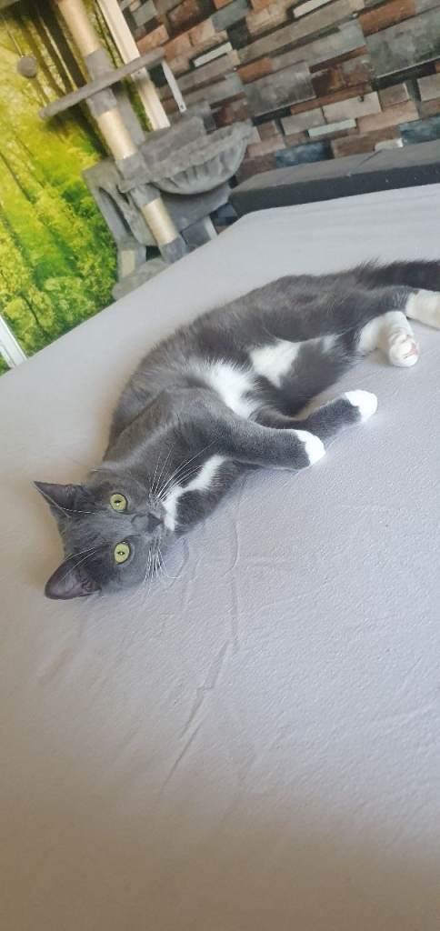 Looking for new loving home 🐈‍⬛💗