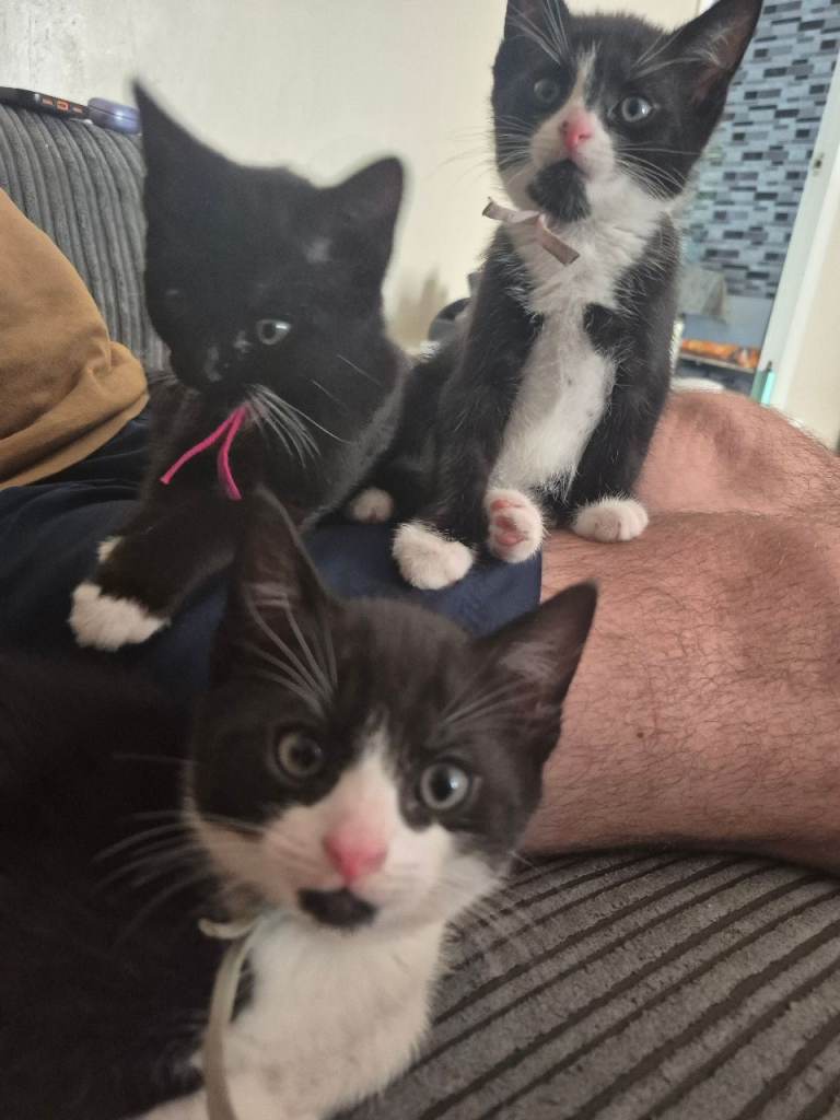 Lovely kittens 