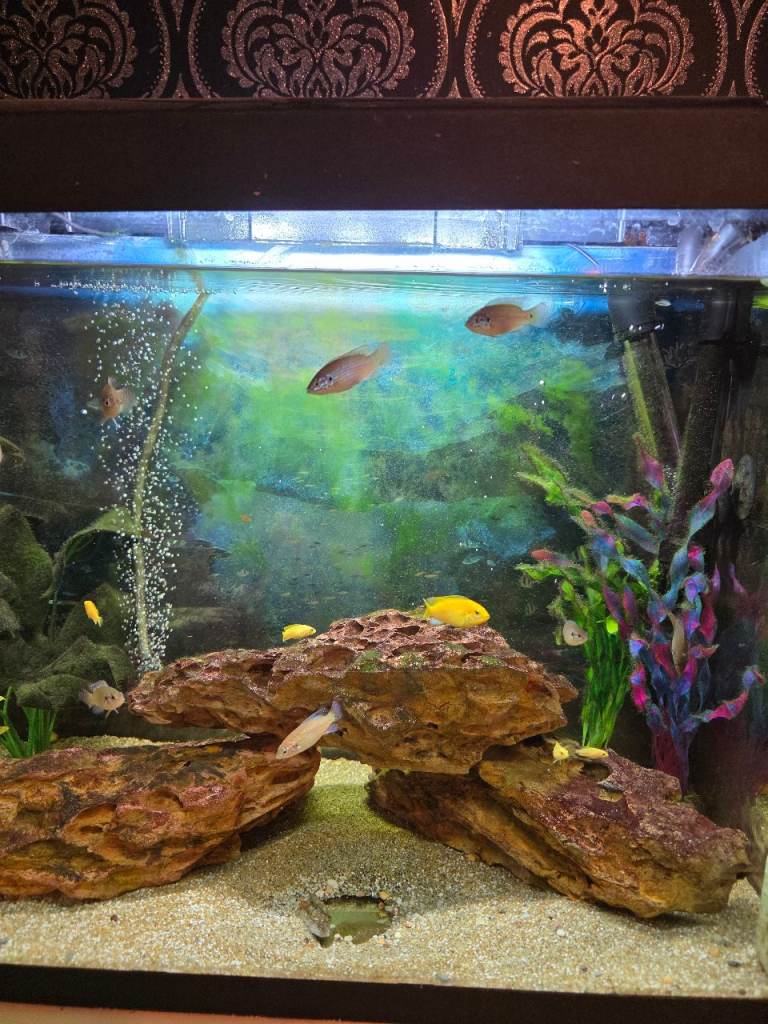Cichlid for sale 