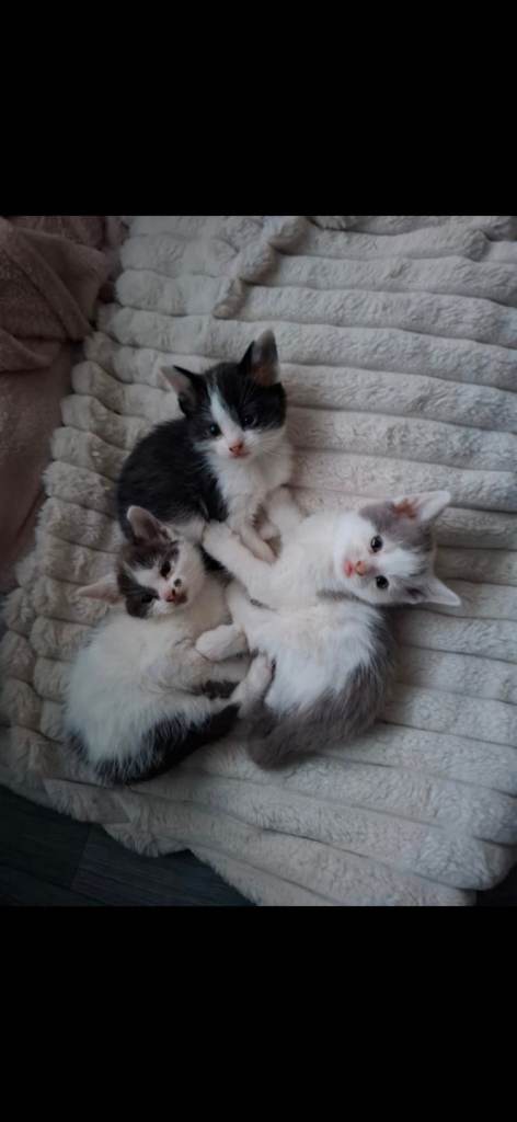 Kittens for sale - domestic short hair