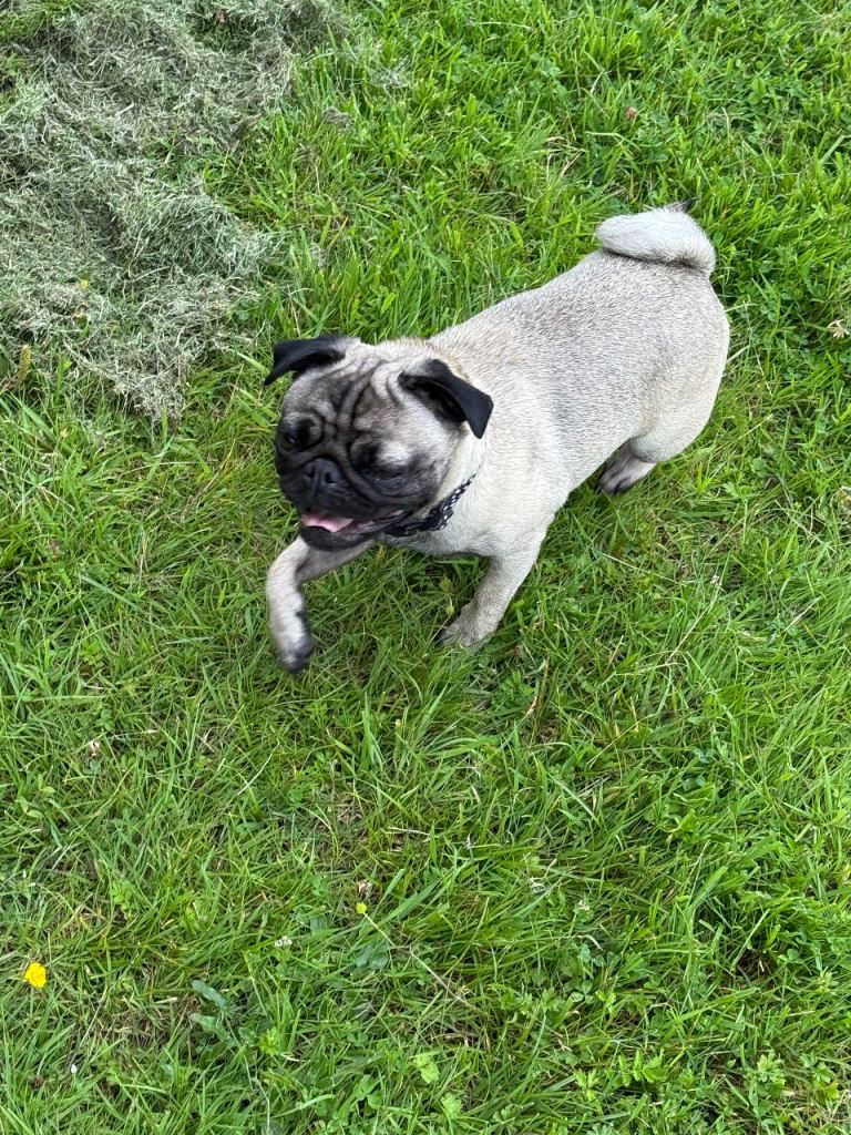 Fawn Pug 