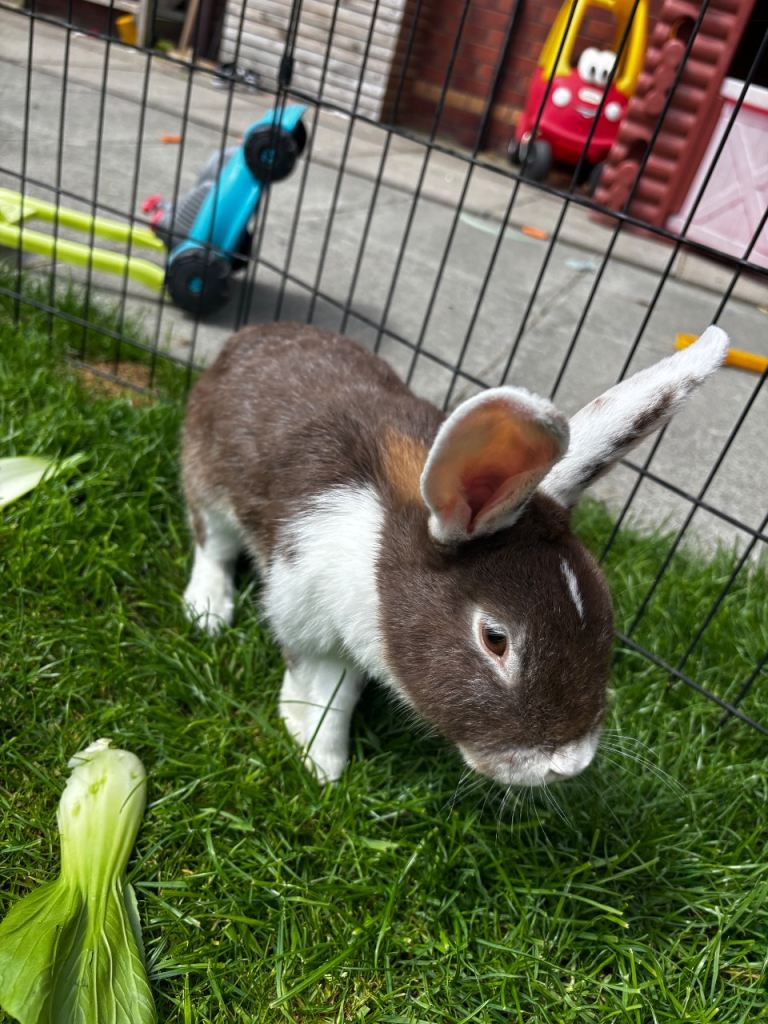 Rabbits