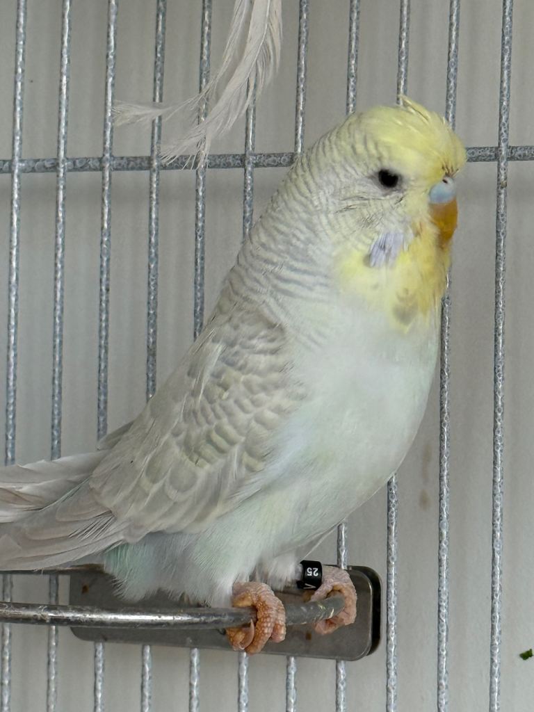 Young budgies males and females available 