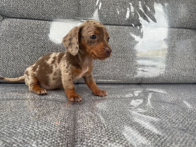 Miniature dachshunds