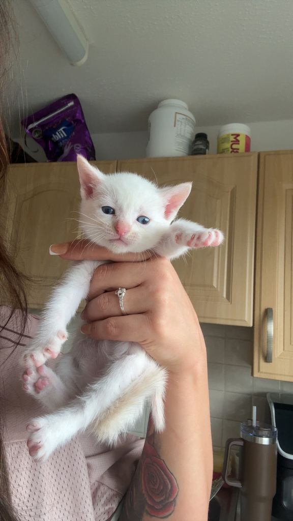 Kittens